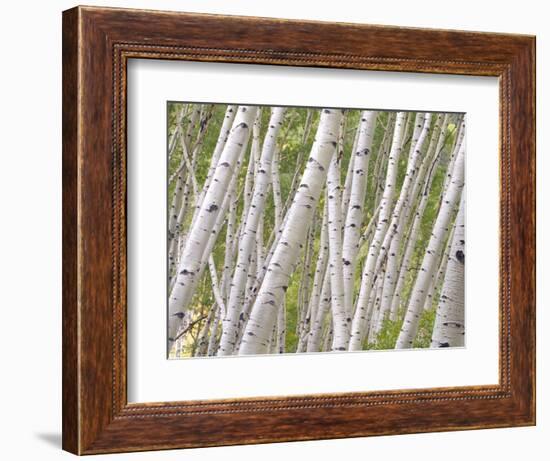 Autumn Aspens in Kebler Pass, Colorado, USA-Julie Eggers-Framed Photographic Print