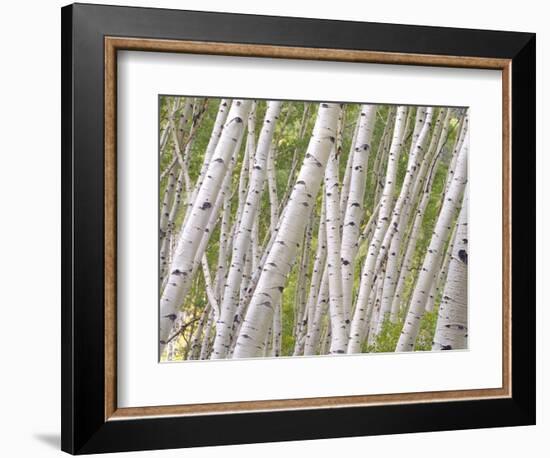 Autumn Aspens in Kebler Pass, Colorado, USA-Julie Eggers-Framed Photographic Print