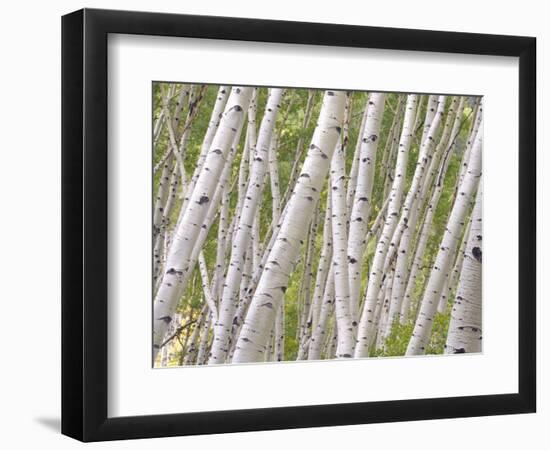 Autumn Aspens in Kebler Pass, Colorado, USA-Julie Eggers-Framed Photographic Print