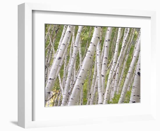 Autumn Aspens in Kebler Pass, Colorado, USA-Julie Eggers-Framed Photographic Print