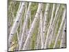 Autumn Aspens in Kebler Pass, Colorado, USA-Julie Eggers-Mounted Photographic Print