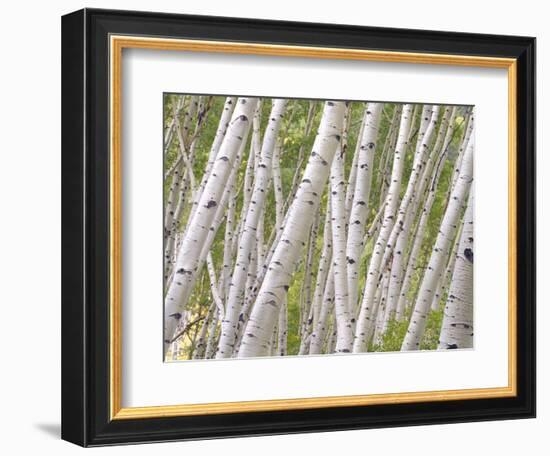 Autumn Aspens in Kebler Pass, Colorado, USA-Julie Eggers-Framed Photographic Print