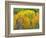 Autumn Aspens in Kebler Pass, Colorado, USA-Julie Eggers-Framed Photographic Print