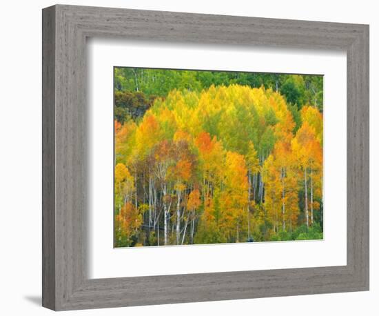 Autumn Aspens in Kebler Pass, Colorado, USA-Julie Eggers-Framed Photographic Print