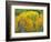 Autumn Aspens in Kebler Pass, Colorado, USA-Julie Eggers-Framed Photographic Print