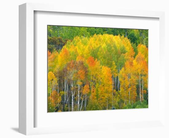 Autumn Aspens in Kebler Pass, Colorado, USA-Julie Eggers-Framed Photographic Print