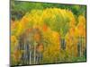 Autumn Aspens in Kebler Pass, Colorado, USA-Julie Eggers-Mounted Photographic Print