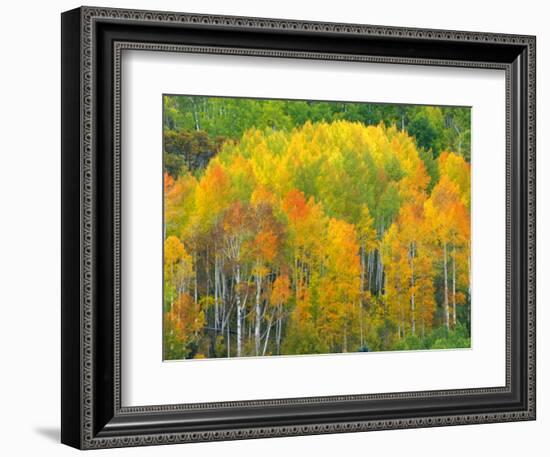 Autumn Aspens in Kebler Pass, Colorado, USA-Julie Eggers-Framed Photographic Print