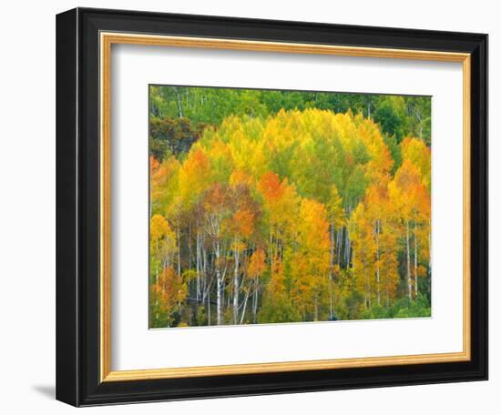 Autumn Aspens in Kebler Pass, Colorado, USA-Julie Eggers-Framed Photographic Print