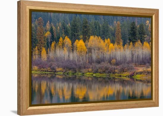 Autumn Aspens Reflect into the Pend Oreille River, Washington-Chuck Haney-Framed Premier Image Canvas