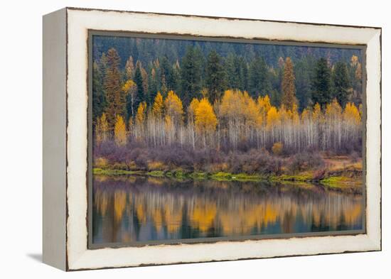 Autumn Aspens Reflect into the Pend Oreille River, Washington-Chuck Haney-Framed Premier Image Canvas