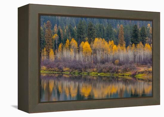 Autumn Aspens Reflect into the Pend Oreille River, Washington-Chuck Haney-Framed Premier Image Canvas