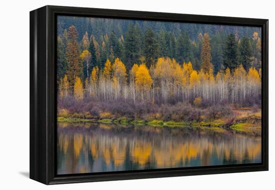 Autumn Aspens Reflect into the Pend Oreille River, Washington-Chuck Haney-Framed Premier Image Canvas