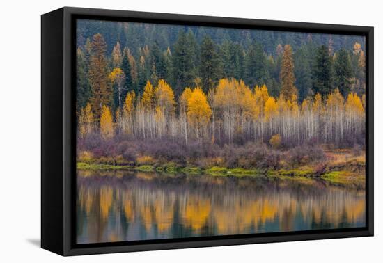 Autumn Aspens Reflect into the Pend Oreille River, Washington-Chuck Haney-Framed Premier Image Canvas