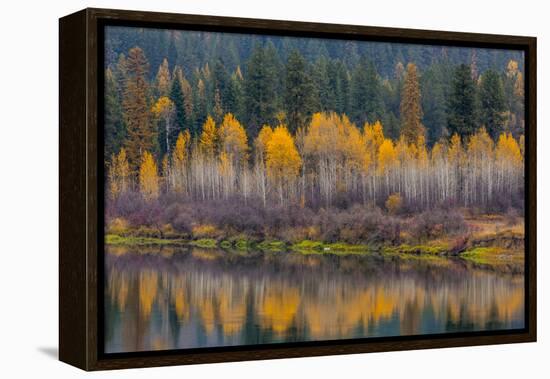 Autumn Aspens Reflect into the Pend Oreille River, Washington-Chuck Haney-Framed Premier Image Canvas