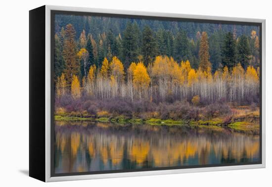 Autumn Aspens Reflect into the Pend Oreille River, Washington-Chuck Haney-Framed Premier Image Canvas