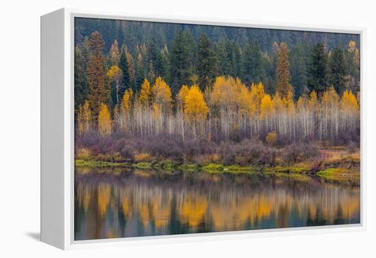 Autumn Aspens Reflect into the Pend Oreille River, Washington-Chuck Haney-Framed Premier Image Canvas
