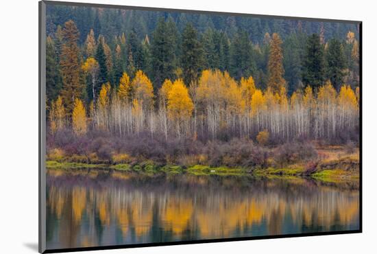 Autumn Aspens Reflect into the Pend Oreille River, Washington-Chuck Haney-Mounted Photographic Print