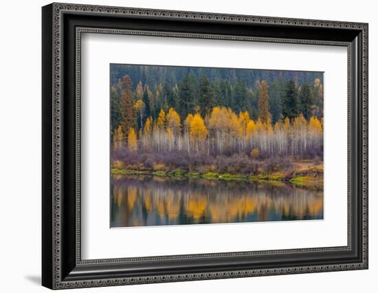 Autumn Aspens Reflect into the Pend Oreille River, Washington-Chuck Haney-Framed Photographic Print