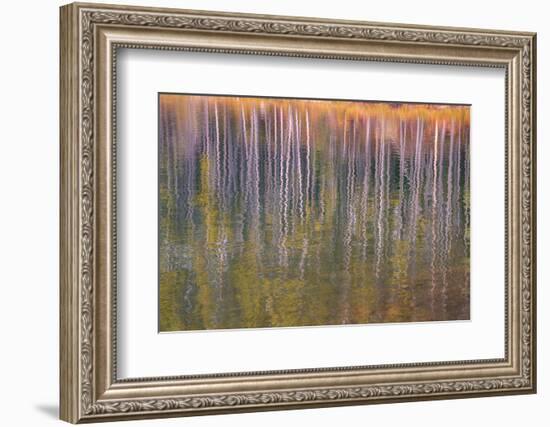 Autumn aspens reflected in a lake, Banff National Park, Alberta, Rocky Mountains, Canada-Jon Reaves-Framed Photographic Print