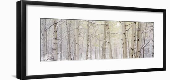 Autumn Aspens with Snow, Colorado, USA-null-Framed Photographic Print