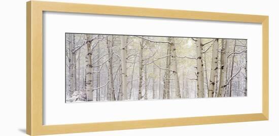 Autumn Aspens with Snow, Colorado, USA-null-Framed Photographic Print