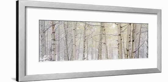 Autumn Aspens with Snow, Colorado, USA-null-Framed Photographic Print