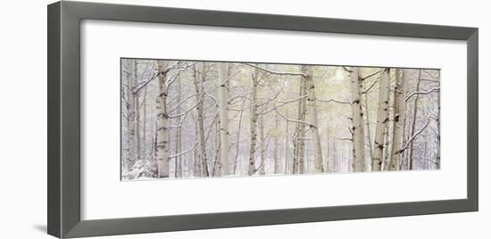 Autumn Aspens with Snow, Colorado, USA-null-Framed Photographic Print