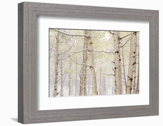 Autumn Aspens With Snow, Colorado, USA-null-Framed Photographic Print