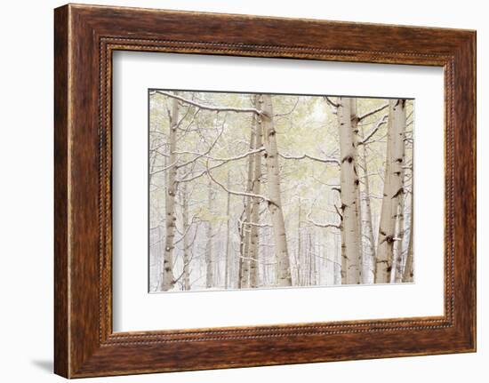 Autumn Aspens With Snow, Colorado, USA-null-Framed Photographic Print