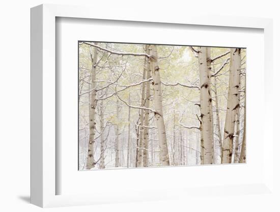 Autumn Aspens With Snow, Colorado, USA-null-Framed Photographic Print