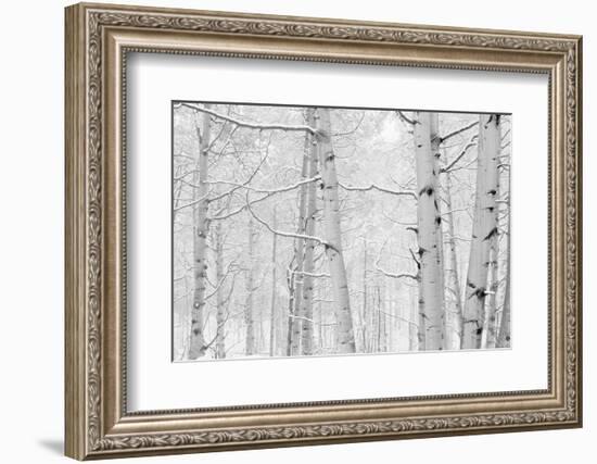 Autumn Aspens With Snow, Colorado, USA-null-Framed Photographic Print