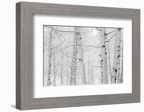 Autumn Aspens With Snow, Colorado, USA-null-Framed Photographic Print