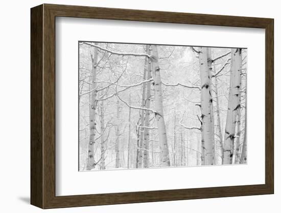 Autumn Aspens With Snow, Colorado, USA-null-Framed Photographic Print
