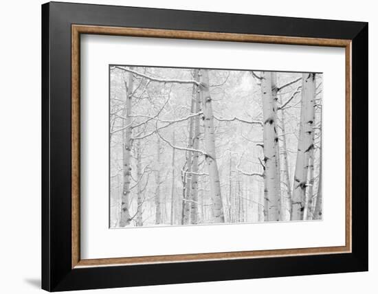 Autumn Aspens With Snow, Colorado, USA-null-Framed Photographic Print