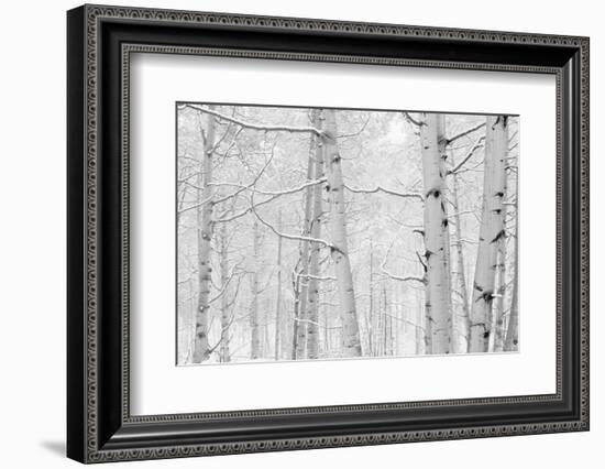 Autumn Aspens With Snow, Colorado, USA-null-Framed Photographic Print