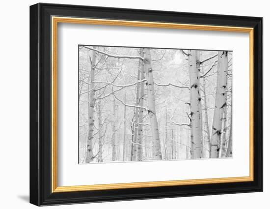 Autumn Aspens With Snow, Colorado, USA-null-Framed Photographic Print