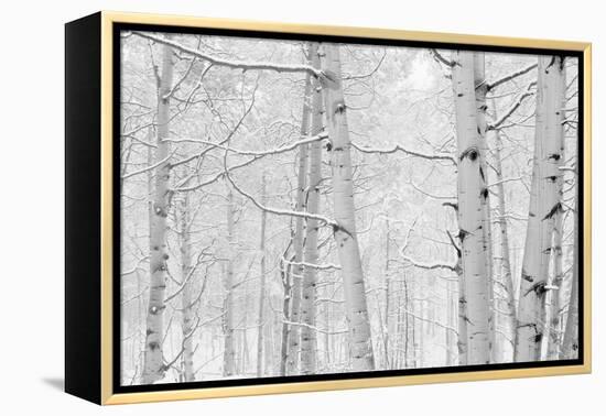 Autumn Aspens With Snow, Colorado, USA-null-Framed Premier Image Canvas