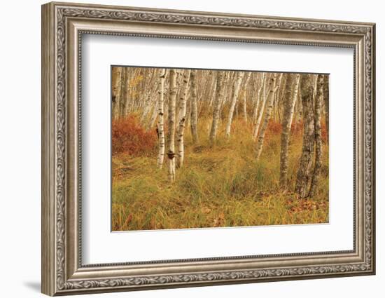 Autumn Aspens-Michael Hudson-Framed Art Print