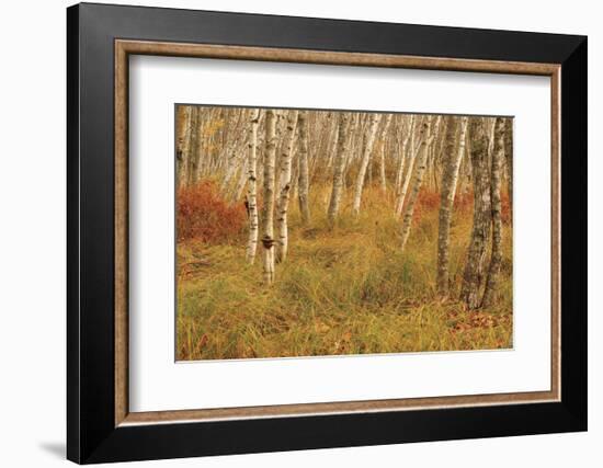 Autumn Aspens-Michael Hudson-Framed Art Print