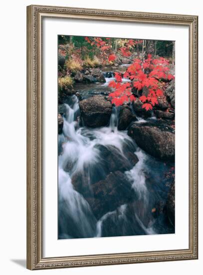 Autumn at Jordan Stream, Mount Desert Island, Acadia, Maine-Vincent James-Framed Photographic Print