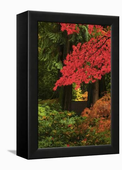 Autumn at Portland Japanese Garden, Portland, Oregon, USA-Michel Hersen-Framed Premier Image Canvas