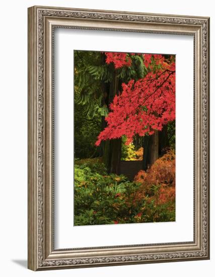 Autumn at Portland Japanese Garden, Portland, Oregon, USA-Michel Hersen-Framed Photographic Print