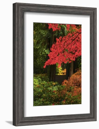 Autumn at Portland Japanese Garden, Portland, Oregon, USA-Michel Hersen-Framed Photographic Print