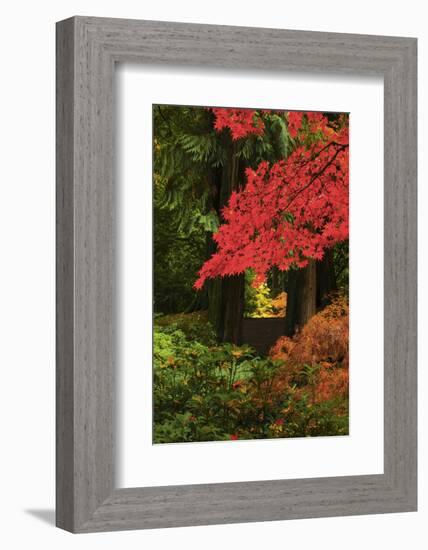 Autumn at Portland Japanese Garden, Portland, Oregon, USA-Michel Hersen-Framed Photographic Print