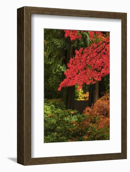 Autumn at Portland Japanese Garden, Portland, Oregon, USA-Michel Hersen-Framed Photographic Print