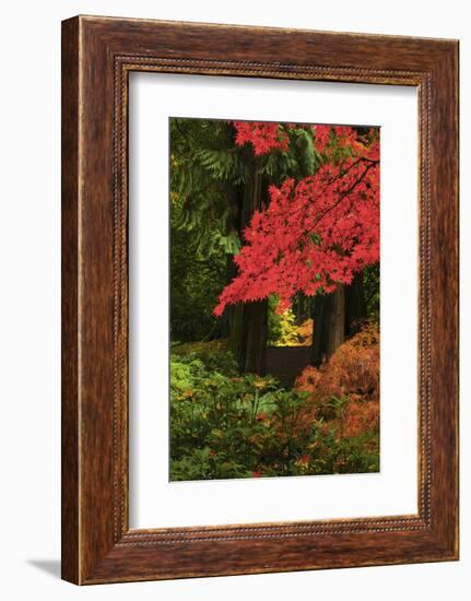 Autumn at Portland Japanese Garden, Portland, Oregon, USA-Michel Hersen-Framed Photographic Print