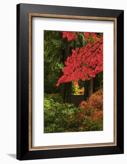 Autumn at Portland Japanese Garden, Portland, Oregon, USA-Michel Hersen-Framed Photographic Print