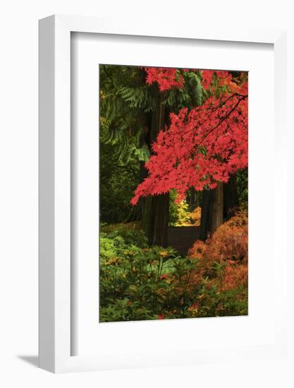 Autumn at Portland Japanese Garden, Portland, Oregon, USA-Michel Hersen-Framed Photographic Print