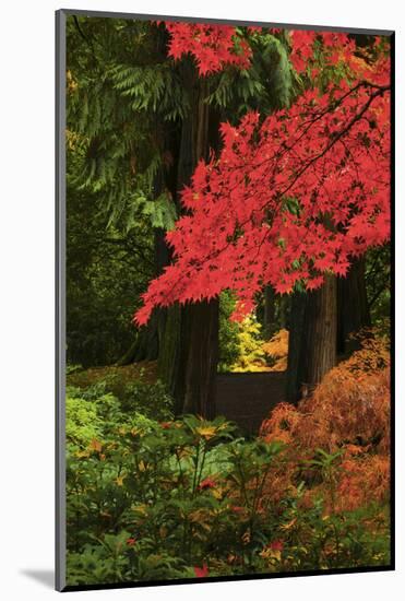 Autumn at Portland Japanese Garden, Portland, Oregon, USA-Michel Hersen-Mounted Photographic Print